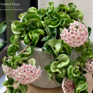 Twisted Hoya Live Plant - Trailing Houseplant in 3 Inch Pot
