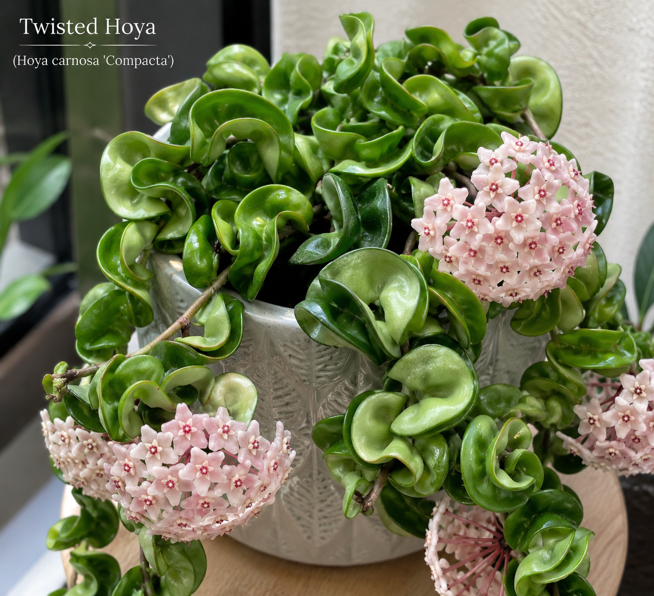 Twisted Hoya Live Plant - Trailing Houseplant in 3 Inch Pot