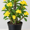 Yellow Crown of Thorns Live Plant - 4 Inch Pot - Euphorbia Milii Houseplant