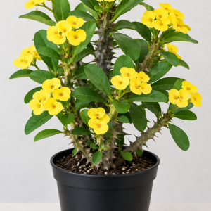 Yellow Crown of Thorns Live Plant - 4 Inch Pot - Euphorbia Milii Houseplant