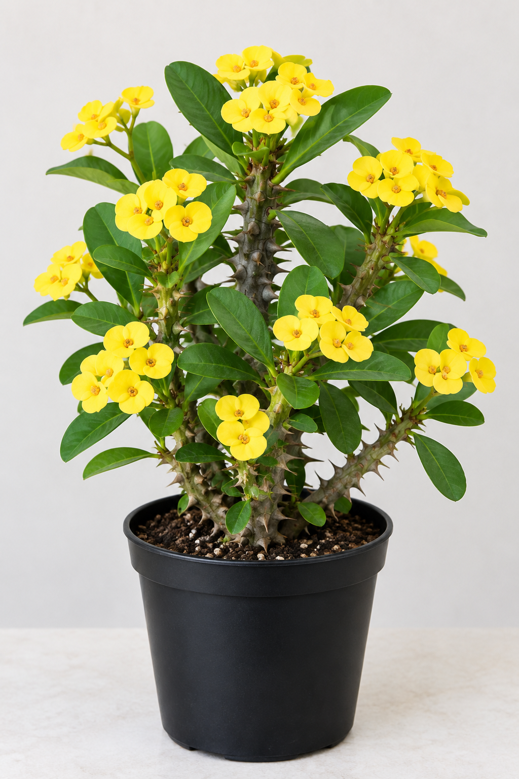Yellow Crown of Thorns Live Plant - 4 Inch Pot - Euphorbia Milii Houseplant