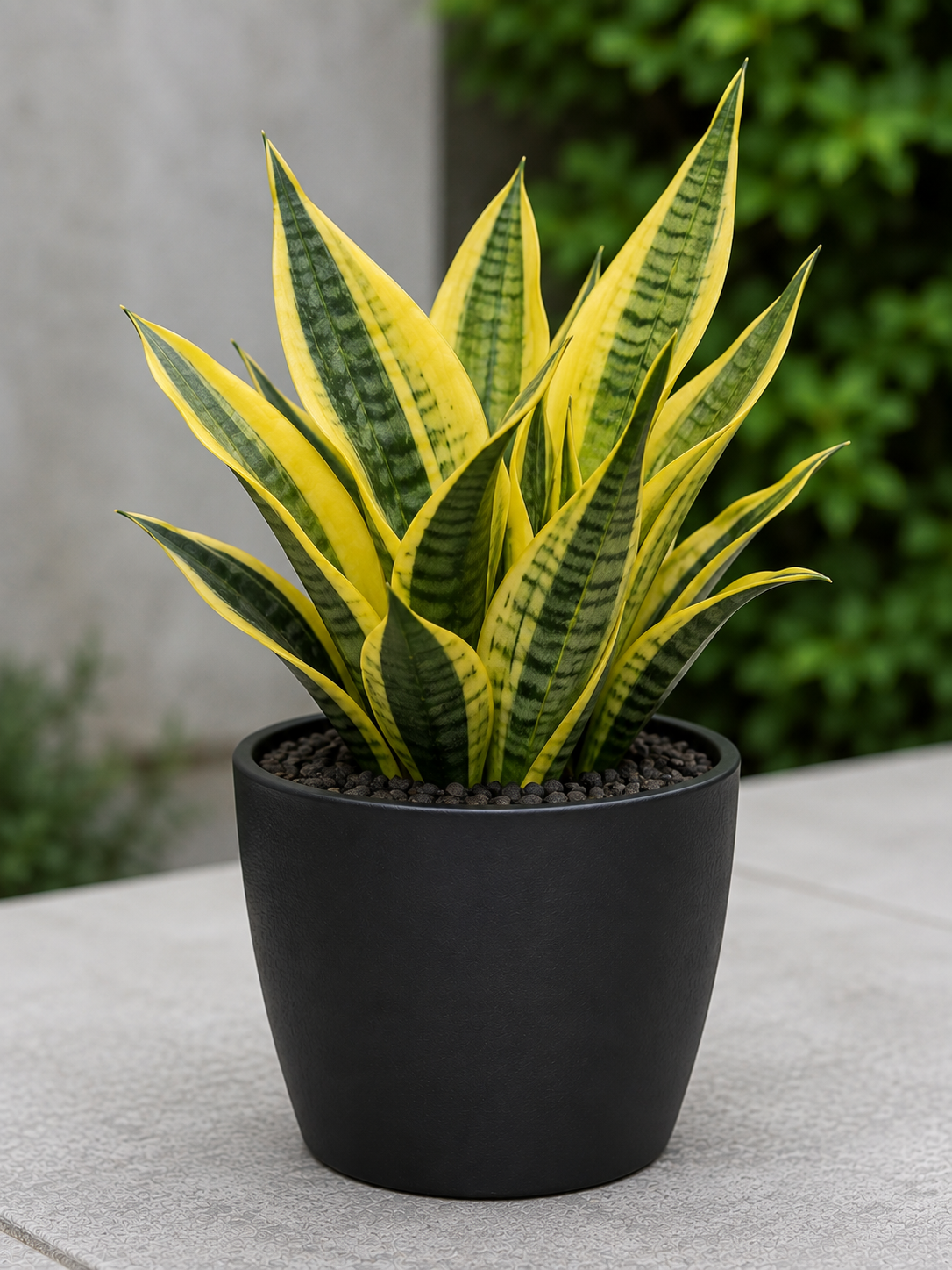 Yellow Sansevieria Live Plant – 4 Inch Pot – Yellow Variegated Indoor Succulent