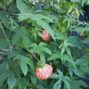 Abutilon Chinese Lantern Live Plant – Flowering Plant – 4 inch Pot - Image 2