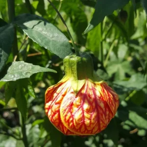 Abutilon Chinese Lantern Live Plant – Flowering Plant – 4 inch Pot - Image 3
