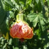 Abutilon Chinese Lantern Live Plant – Flowering Plant – 4 inch Pot - Image 1