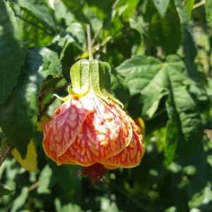 Abutilon Chinese Lantern Live Plant – Flowering Plant – 4 inch Pot - Image 1