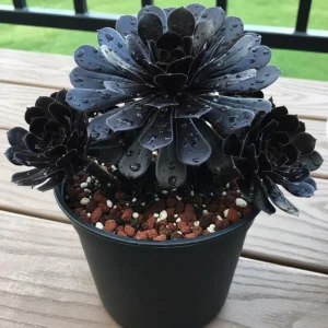 Aeonium Black Rose Live Succulent Plant - 2 inch Pot - Indoor/Outdoor - Image 10