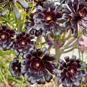 Aeonium Black Rose Live Succulent Plant - 2 inch Pot - Indoor/Outdoor - Image 2