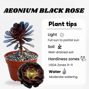 Aeonium Black Rose Live Succulent Plant - 2 inch Pot - Indoor/Outdoor - Image 3