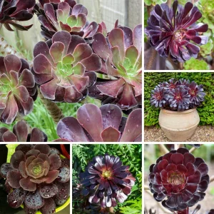 Aeonium Black Rose Live Succulent Plant - 2 inch Pot - Indoor/Outdoor - Image 4