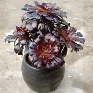 Aeonium Black Rose Live Succulent Plant - 2 inch Pot - Indoor/Outdoor - Image 5