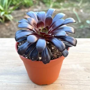 Aeonium Black Rose Live Succulent Plant - 2 inch Pot - Indoor/Outdoor - Image 6