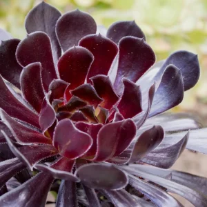 Aeonium Black Rose Live Succulent Plant - 2 inch Pot - Indoor/Outdoor - Image 7