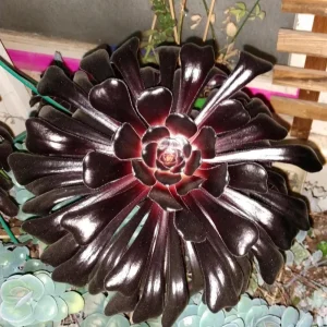 Aeonium Black Rose Live Succulent Plant - 2 inch Pot - Indoor/Outdoor - Image 8