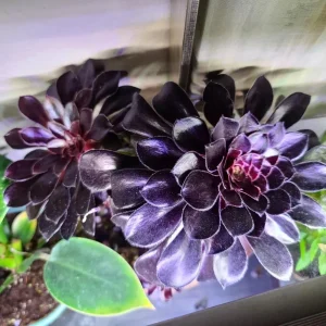 Aeonium Black Rose Live Succulent Plant - 2 inch Pot - Indoor/Outdoor - Image 9