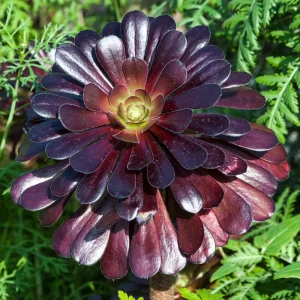 Aeonium Black Rose Live Succulent Plant - 2 inch Pot - Indoor/Outdoor - Image 1