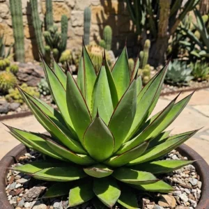 Agave Blue Glow Live Plant – 5-7 Inches Tall – Potted Succulent – Outdoor - Image 2