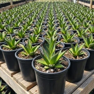 Agave Blue Glow Live Plant – 5-7 Inches Tall – Potted Succulent – Outdoor - Image 3
