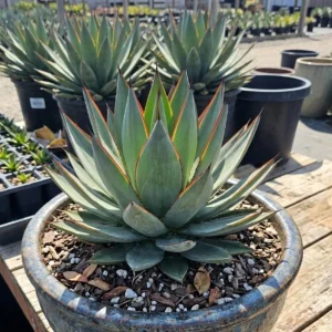 Agave Blue Glow Live Plant – 5-7 Inches Tall – Potted Succulent – Outdoor - Image 4