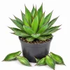 Agave Blue Glow Live Plant – 5-7 Inches Tall – Potted Succulent – Outdoor - Image 1