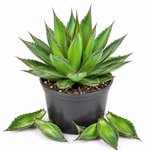 Agave Blue Glow Live Plant – 5-7 Inches Tall – Potted Succulent – Outdoor - Image 1