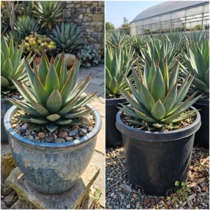 Agave Blue Glow Live Plant – 5-7 Inches Tall – Potted Succulent – Outdoor - Image 5