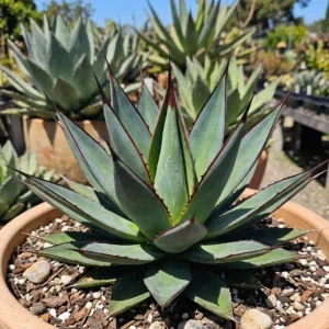 Agave Blue Glow Live Plant – 5-7 Inches Tall – Potted Succulent – Outdoor - Image 6