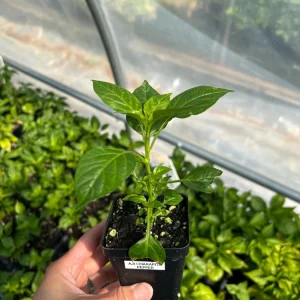 Aji Charapita Pepper Live Plant - Rare Hot Pepper, 2.5 inch Pot, Outdoor - Image 2