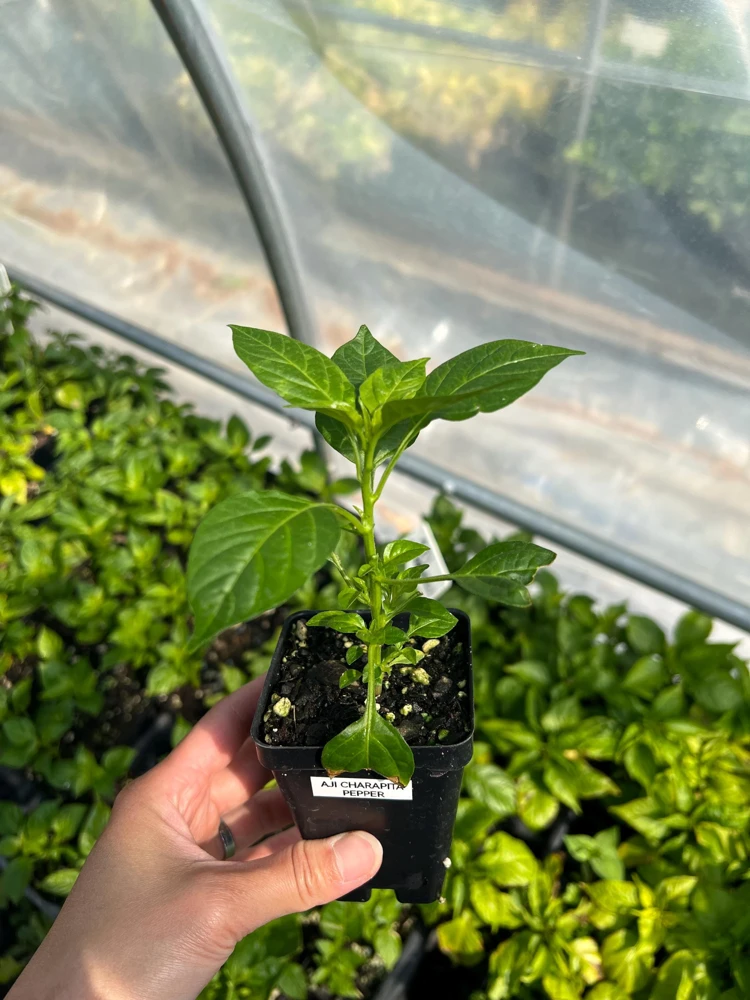 Aji Charapita Pepper Live Plant - Rare Hot Pepper, 2.5 inch Pot, Outdoor - Image 2