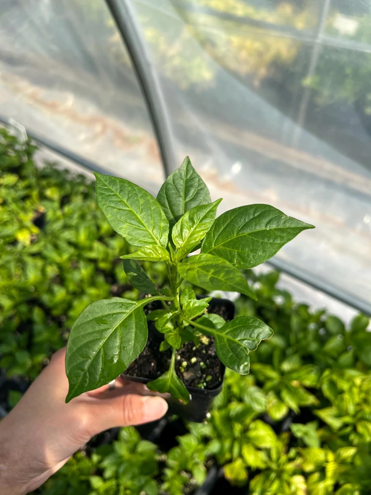 Aji Charapita Pepper Live Plant - Rare Hot Pepper, 2.5 inch Pot, Outdoor - Image 3