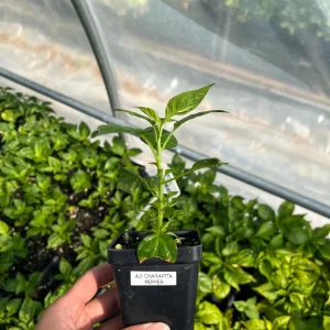 Aji Charapita Pepper Live Plant - Rare Hot Pepper, 2.5 inch Pot, Outdoor - Image 1