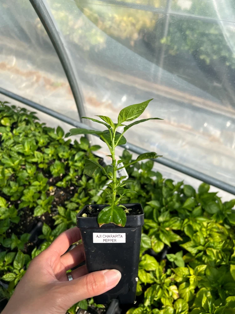 Aji Charapita Pepper Live Plant - Rare Hot Pepper, 2.5 inch Pot, Outdoor - Image 1