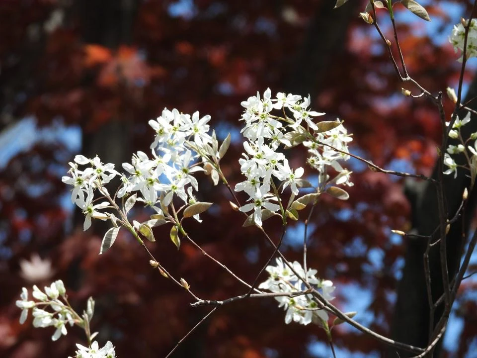 Allegheny Serviceberry Live Plant – 2-3ft Tall – 1 Gallon Container – Outdoor Shrub - Image 2