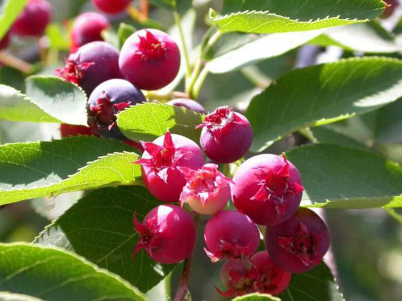 Allegheny Serviceberry Live Plant – 2-3ft Tall – 1 Gallon Container – Outdoor Shrub - Image 3