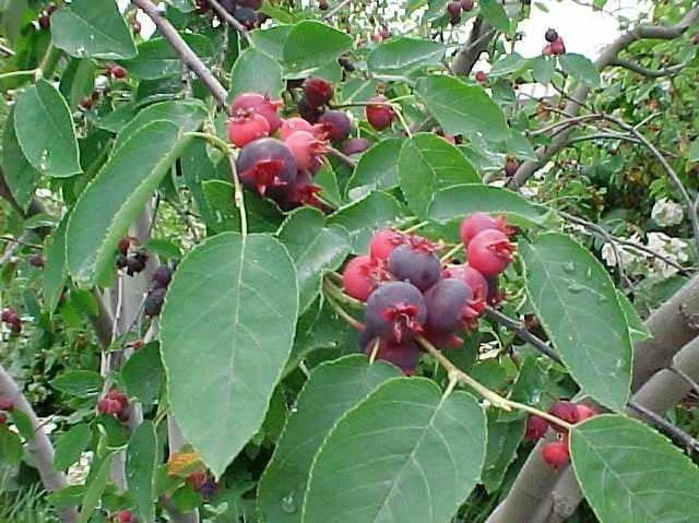Allegheny Serviceberry Live Plant – 2-3ft Tall – 1 Gallon Container – Outdoor Shrub - Image 4