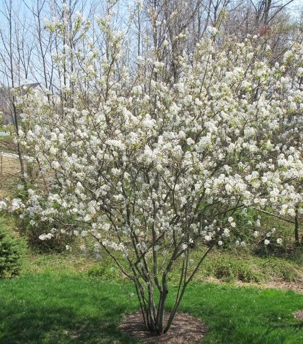 Allegheny Serviceberry Live Plant – 2-3ft Tall – 1 Gallon Container – Outdoor Shrub - Image 1