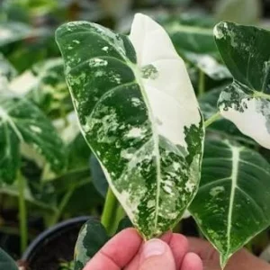Alocasia Frydek Variegated Live Plant 4 inch Pot Indoor Rare Aroid - Image 2