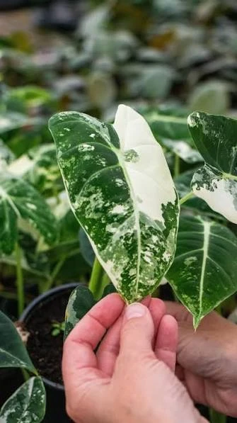 Alocasia Frydek Variegated Live Plant 4 inch Pot Indoor Rare Aroid - Image 2