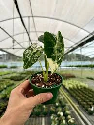 Alocasia Frydek Variegated Live Plant 4 inch Pot Indoor Rare Aroid - Image 3