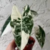 Alocasia Frydek Variegated Live Plant 4 inch Pot Indoor Rare Aroid - Image 1