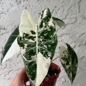 Alocasia Frydek Variegated Live Plant 4 inch Pot Indoor Rare Aroid - Image 1