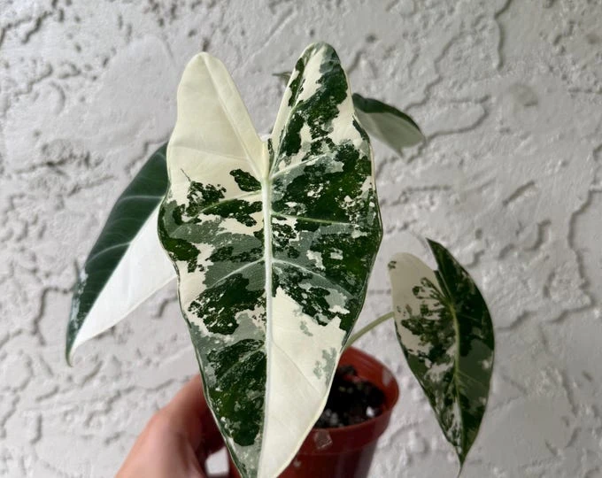 Alocasia Frydek Variegated Live Plant 4 inch Pot Indoor Rare Aroid - Image 1