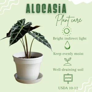 Alocasia Live Plant – Rare Houseplant – 4-7 Inches Tall – 4 Inch Pot – Indoor - Image 2