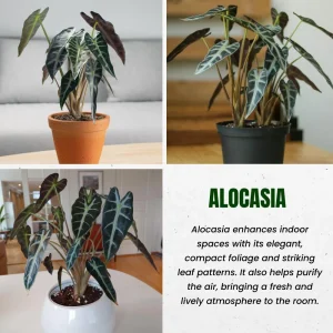 Alocasia Live Plant – Rare Houseplant – 4-7 Inches Tall – 4 Inch Pot – Indoor - Image 3