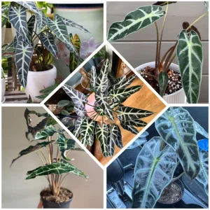 Alocasia Live Plant – Rare Houseplant – 4-7 Inches Tall – 4 Inch Pot – Indoor - Image 4
