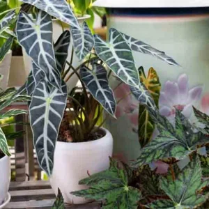 Alocasia Live Plant – Rare Houseplant – 4-7 Inches Tall – 4 Inch Pot – Indoor - Image 5