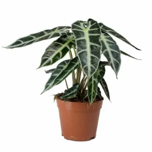 Alocasia Live Plant – Rare Houseplant – 4-7 Inches Tall – 4 Inch Pot – Indoor - Image 6