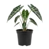 Alocasia Live Plant – Rare Houseplant – 4-7 Inches Tall – 4 Inch Pot – Indoor - Image 1