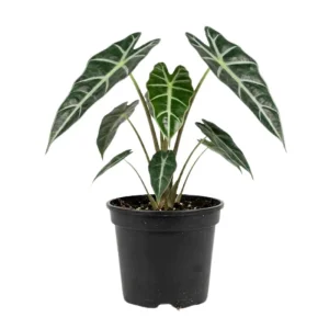 Alocasia Live Plant – Rare Houseplant – 4-7 Inches Tall – 4 Inch Pot – Indoor - Image 1