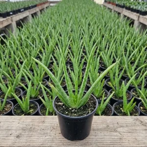 Aloe Vera Live Plant 2 Inch Pot - Succulent Houseplant Indoor Outdoor - Image 2